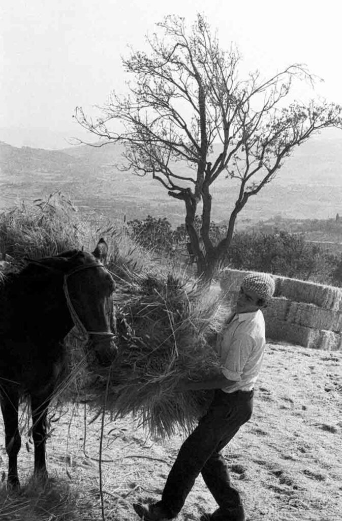 Trasporto dei covoni - Chiusa Sclafani, 1971