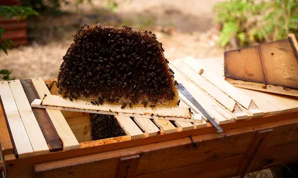 A Palermo HRYO lancia una raccolta fondi per ripopolare l’apiario di Terra Franca